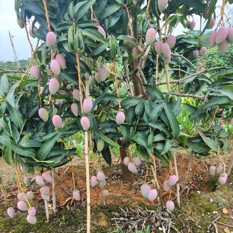 芒果苗树嫁接特大金煌芒四季红贵妃芒果树苖当年结果带土地栽盆栽-图0