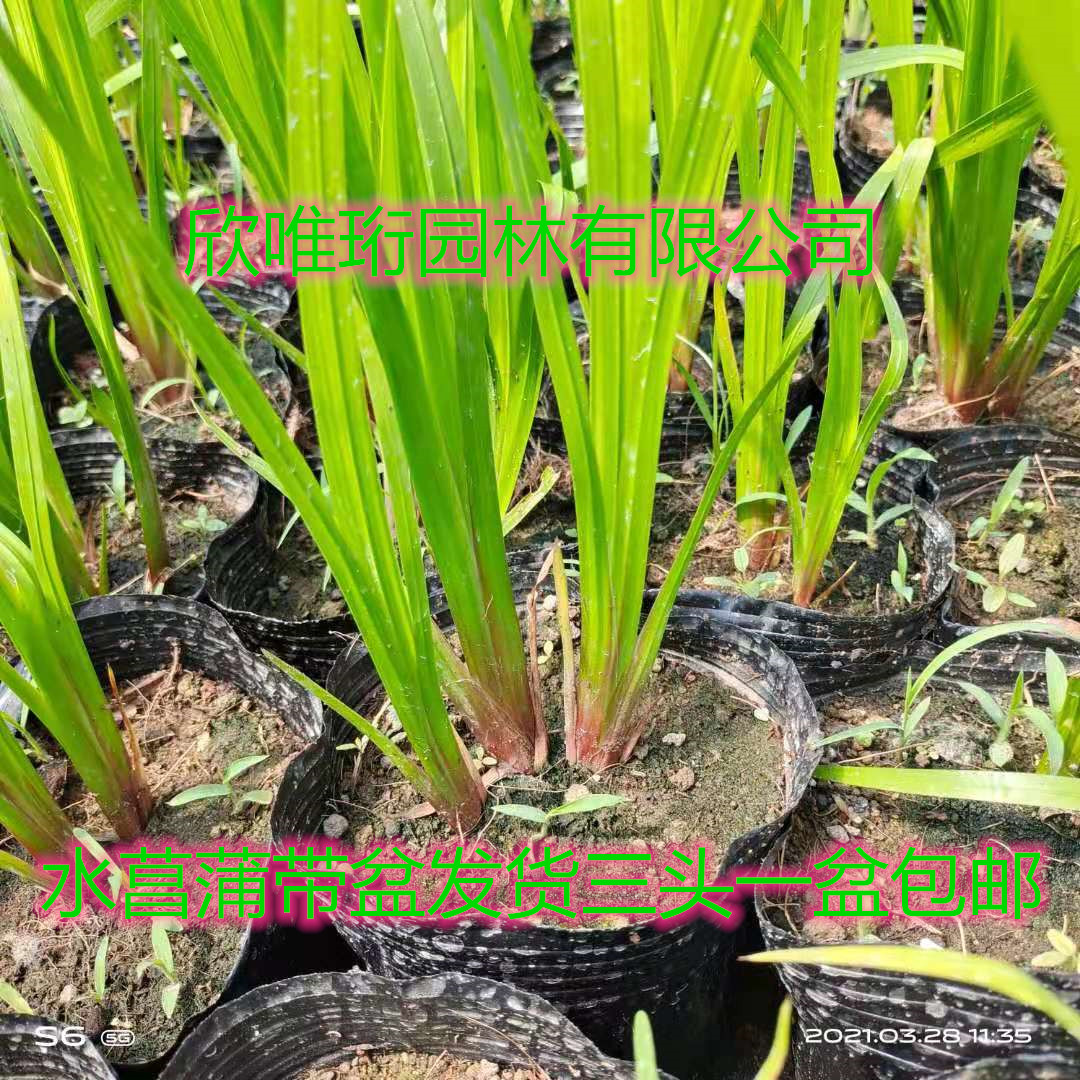 水菖蒲苗室外水生水培植物水菖蒲苗香菖蒲苗端午节用臭蒲苗-图0