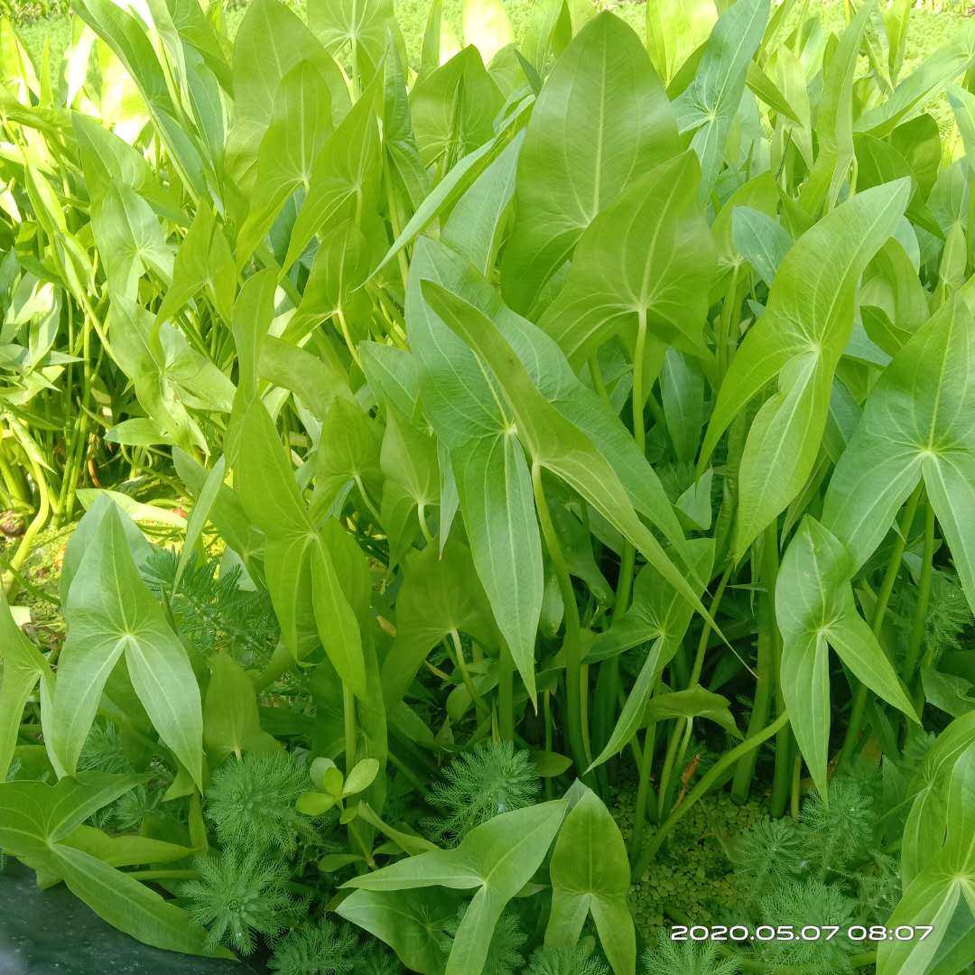 茨菇草,菇叶子,菇花_大山谷图库
