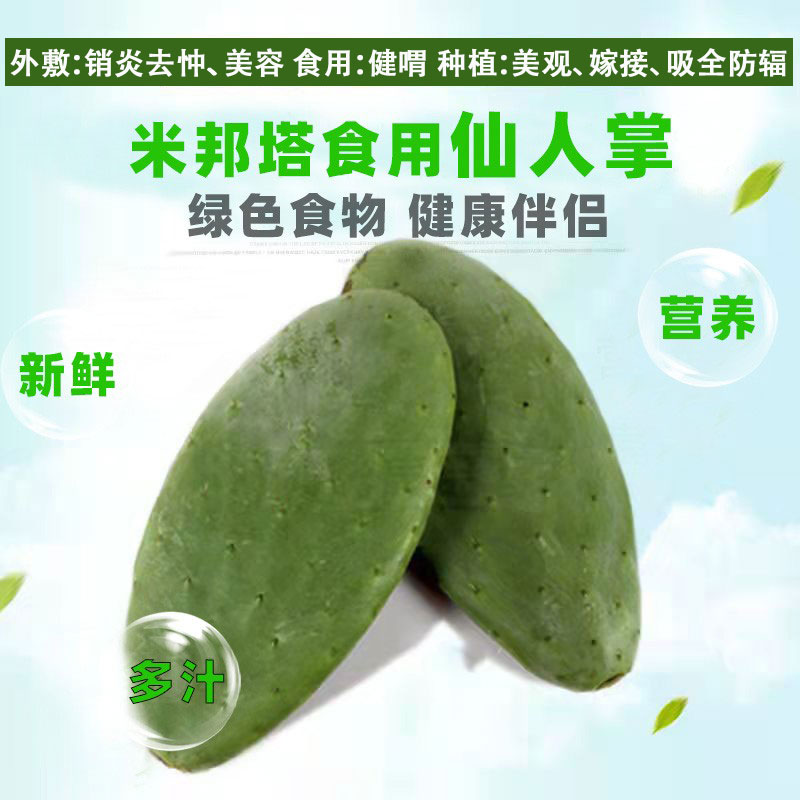 米邦塔仙人掌药用可食用种植美容嫁接内服外敷果食用种苗 - 图1
