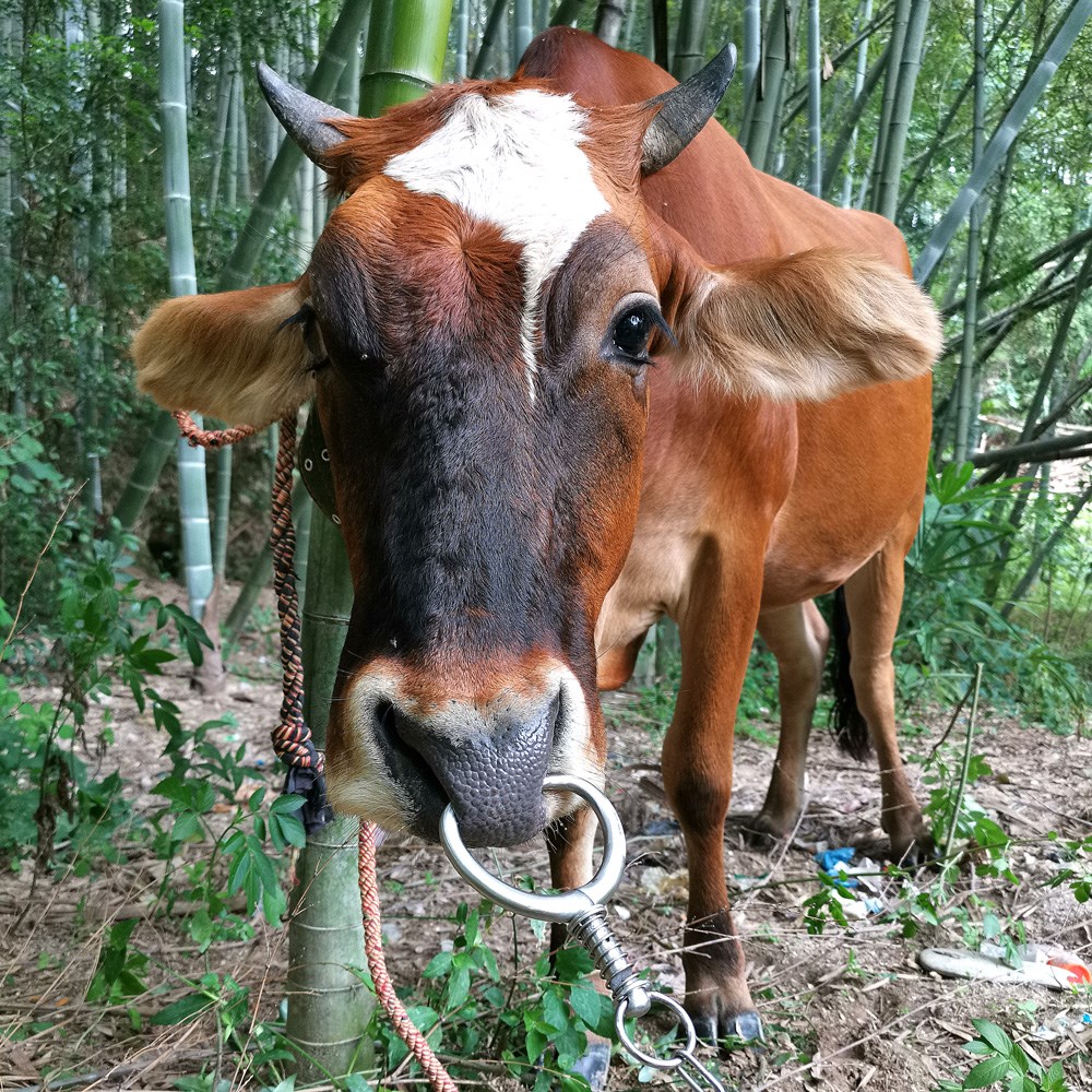 牛鼻圈 牛鼻环 不锈钢金属养牛大号牛鼻子钳子免打孔牵引设备器械 - 图0