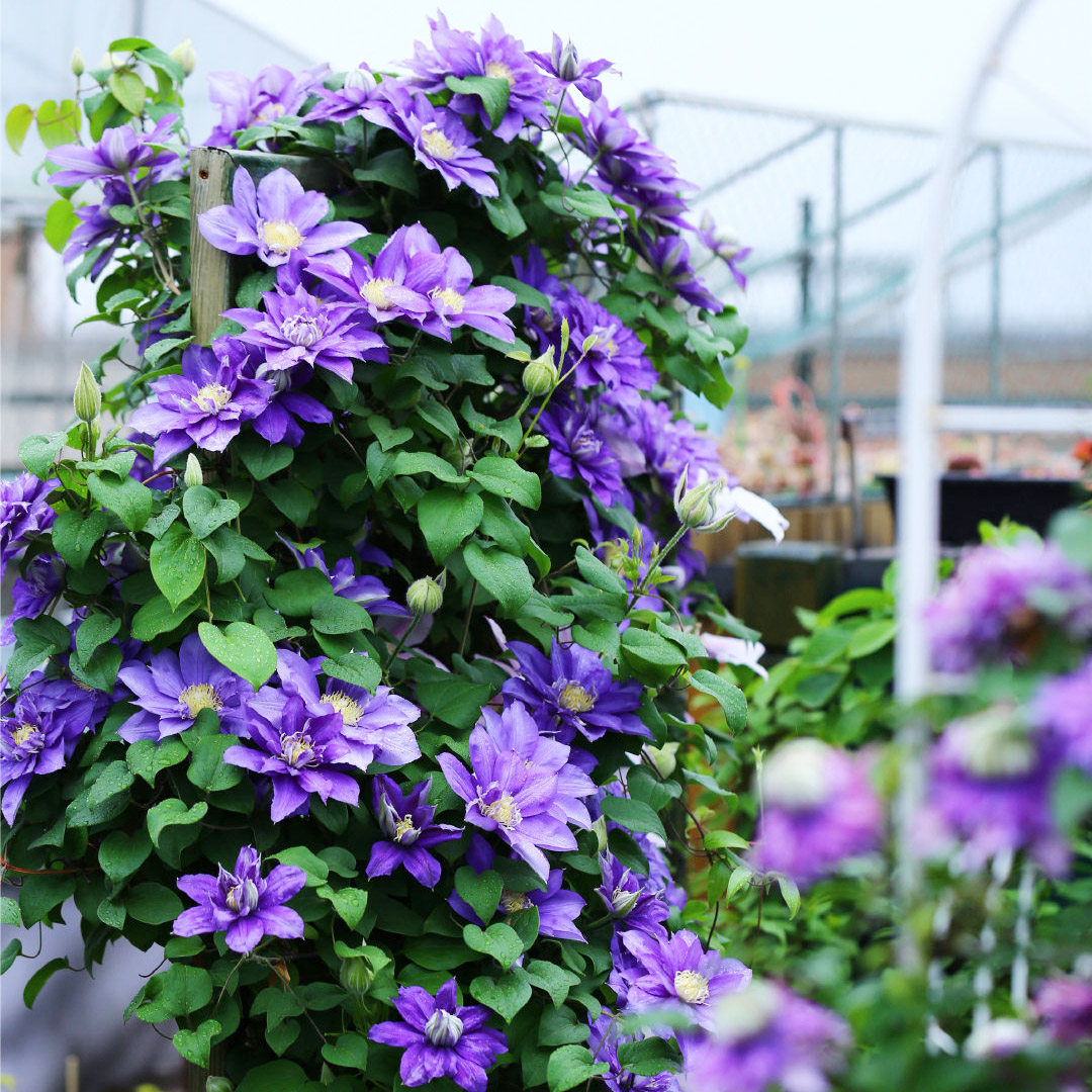 铁线莲二类早花约瑟芬皇帝解放魔喷攀援爬藤阳台庭院植物盆栽花苗,淘宝优惠券,粉丝福利购,淘宝优惠卷