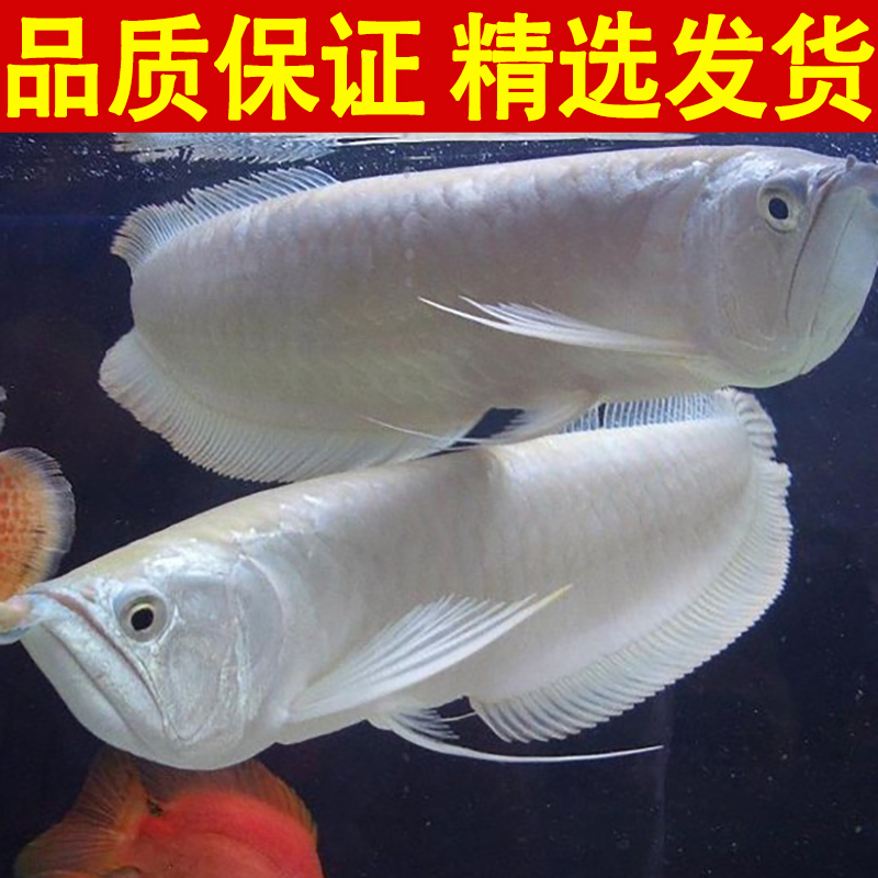 七彩银龙鱼活鱼苗热带观赏鱼淡水大型红眼白子黄化银龙鱼练手龙鱼 - 图0