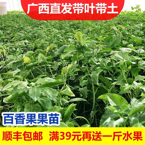19元2棵黄金百香果树果苗纯甜阳台庭院盆栽爬藤苗四季结果 - 图1