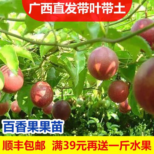 19元2棵黄金百香果树果苗纯甜阳台庭院盆栽爬藤苗四季结果 - 图0
