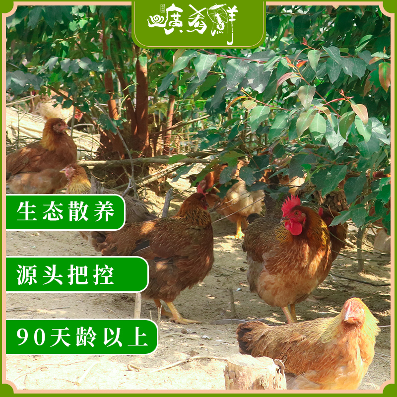 2.5斤广东清远鸡高品质黄油鸡走地鸡散养乌鸡麻鸡黄羽鸡白切鸡 - 图1