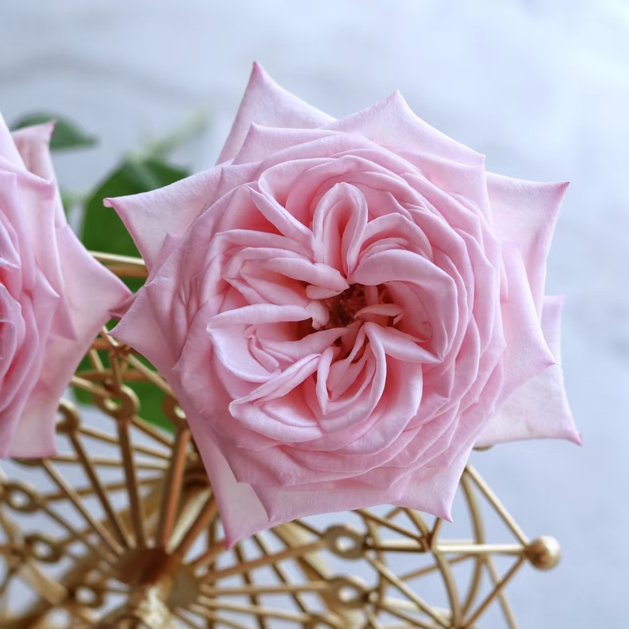 Aa级粉荔枝玫瑰花云南鲜花基地直发家用水养插花束教师节中秋顺丰 - 图0