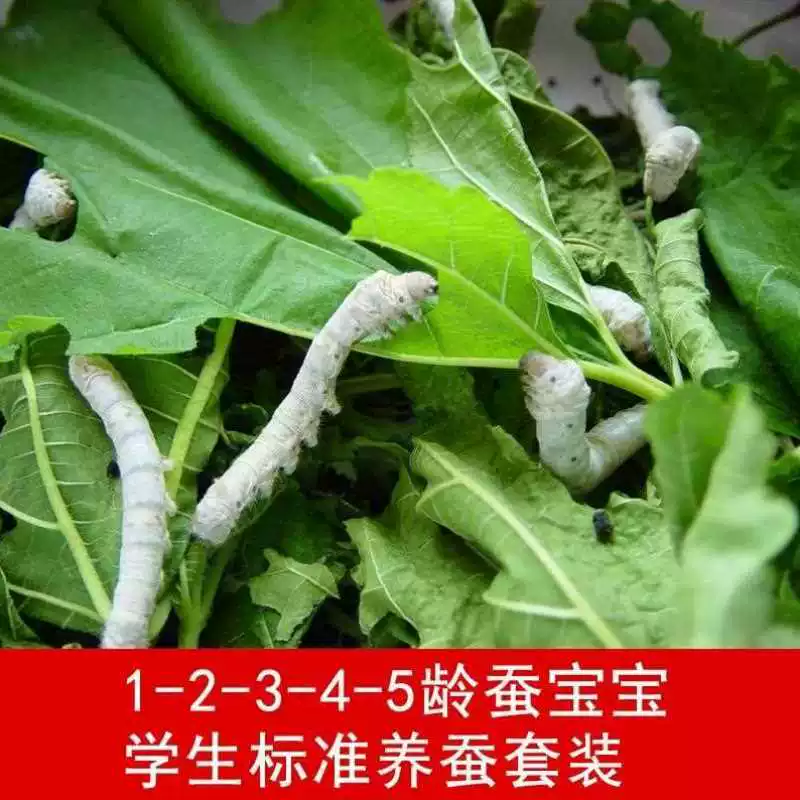[蚕宝宝活物春蚕子幼虫七彩学生养蚕套装蚕种小蚕卵1龄234新鲜桑叶]