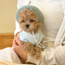 Pet Ornament Fashion 100 Hitch Dog Berehat Teddy Kitty Cat Spring Autumn Season Decoration Hat Painter Art Accessories