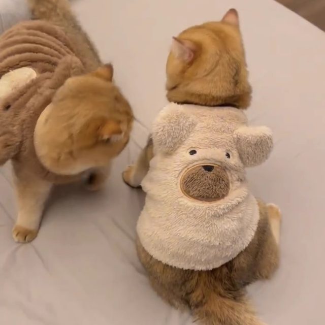 Autumn and winter Schnauzer cat plush dog clothes