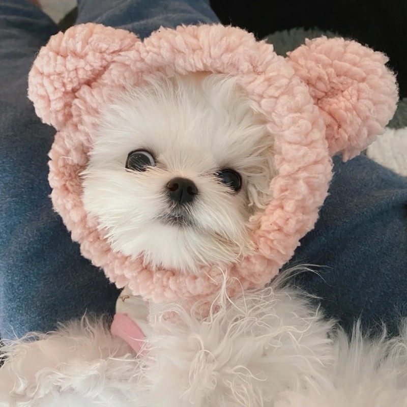 宠物帽子狗狗猫咪头套可爱冬天小型幼犬比熊泰迪马尔济斯保暖头饰,淘宝优惠券,粉丝福利购,淘宝优惠卷