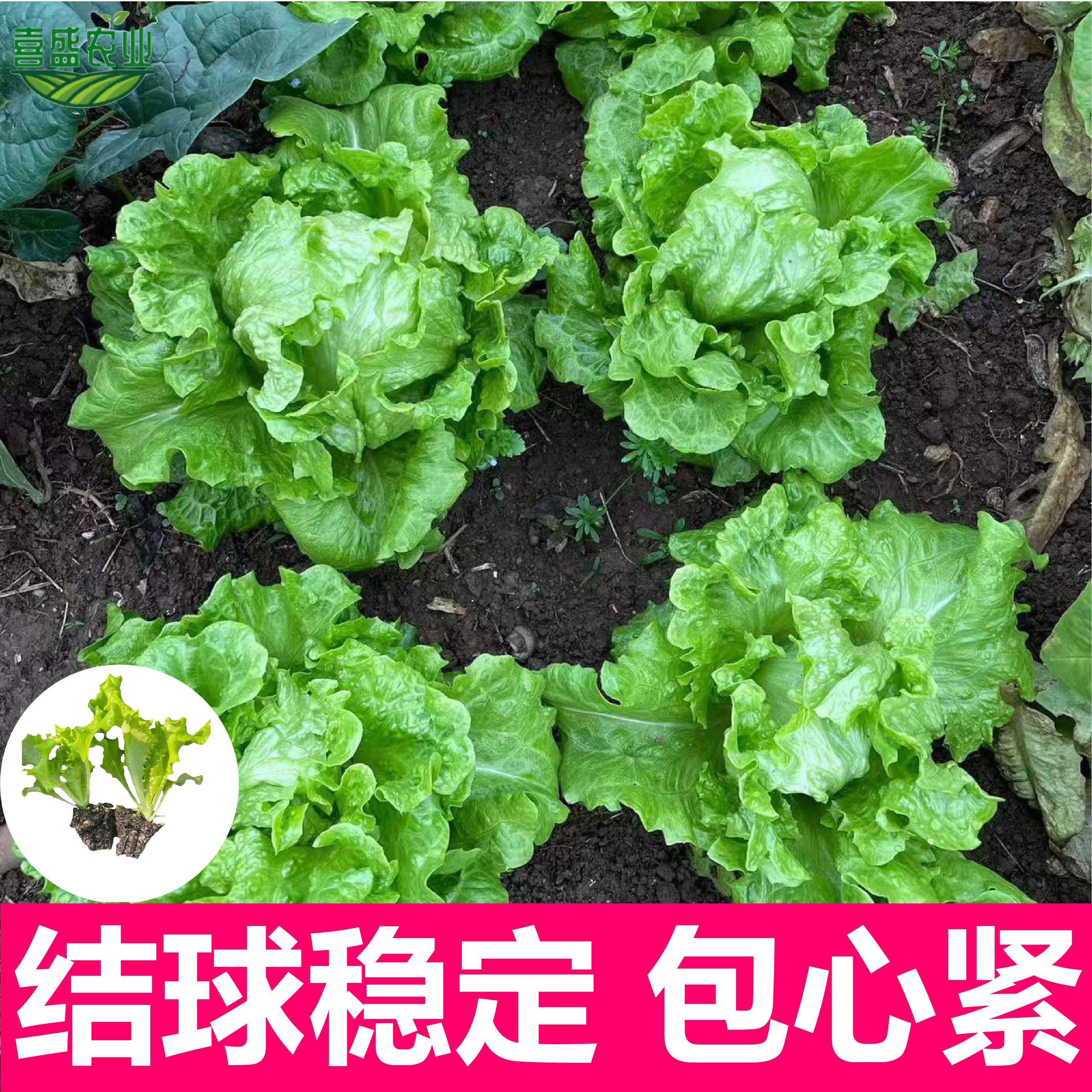 结球生菜苗球生菜种籽包心球形高产抗病春秋阳台四季盆栽圆生菜苗,淘宝优惠券,粉丝福利购,淘宝优惠卷