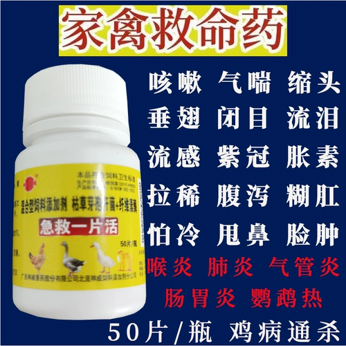 Птица с кусочками, чтобы спасти птицу -птицу, живую курицу, утку, кормление гусиного голубя, грипп, лихорадка, желтый и белый, респираторные тракты