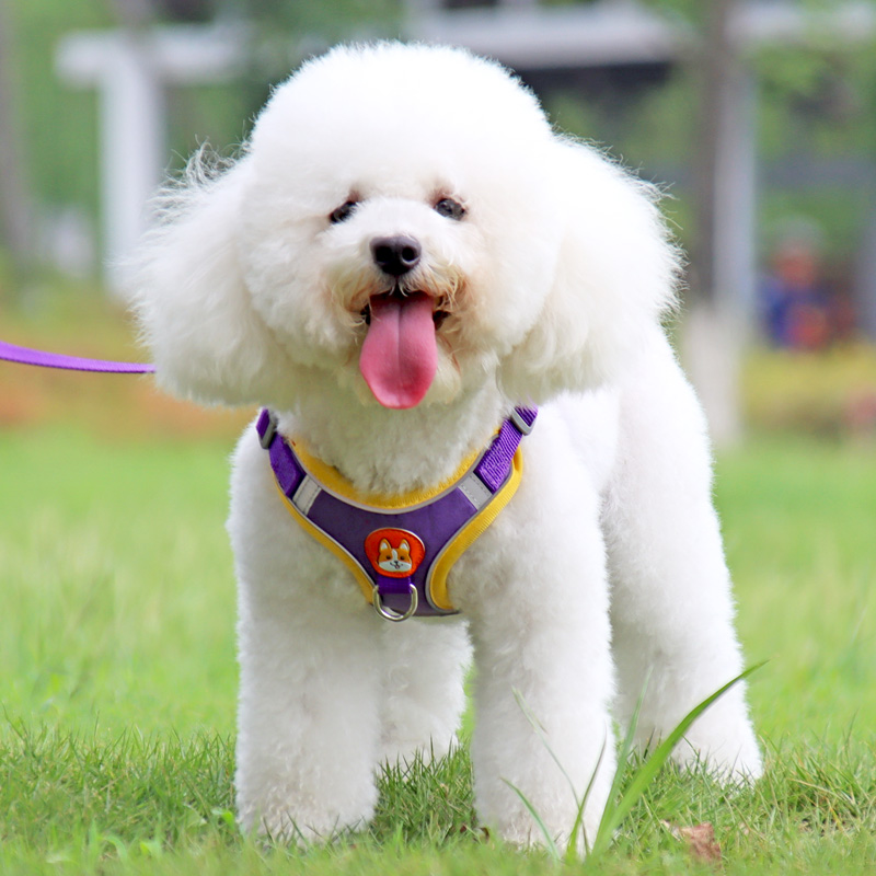 狗狗牵引绳背心式小型犬遛狗牵引绳胸背带泰迪比熊狗链子宠物用品 - 图3