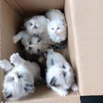 Puppet Cat Young Cat Pure Breeder Cat Cubs Sea Double Blue Double Fairy Cat Pet Cat Kitty Cat Living Things Focus Puppet Cat