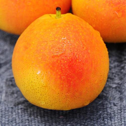 正宗鞍山特产南果梨新鲜水果当季东北辽宁南国梨红果小香梨子顺丰 - 图1