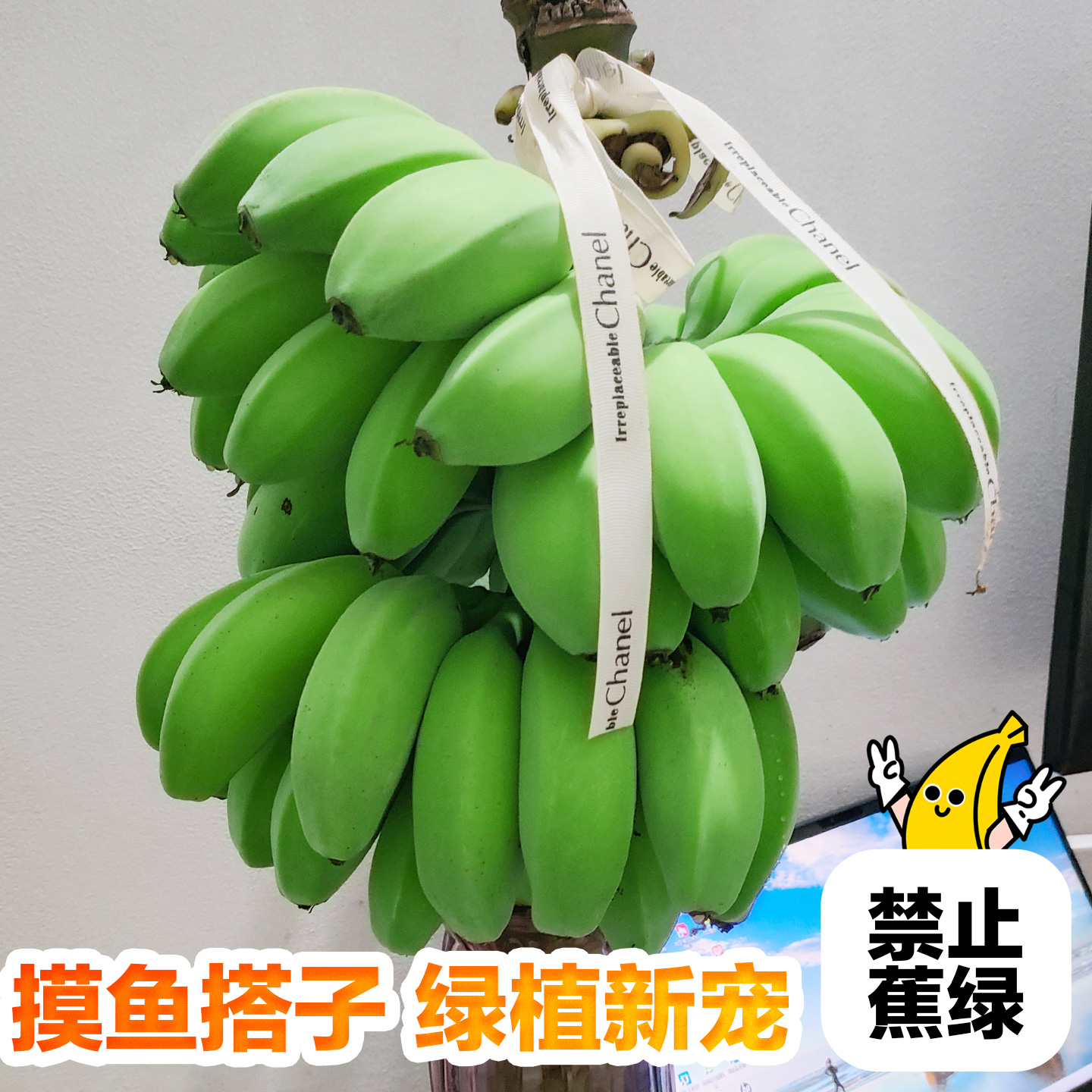 水培香蕉禁止蕉绿苹果蕉整串青香蕉拒绝焦虑芭蕉小米蕉banana花 - 图2