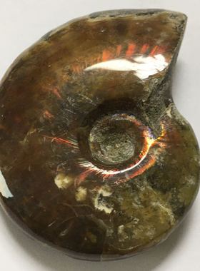 小彩螺标本摆件 吊坠 家居装饰 教学标本 斑彩螺标本