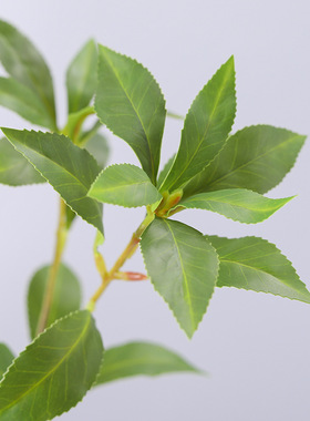 仿真植物 手感马醉木叶 家居装饰摄影摆件婚庆假花马醉木叶