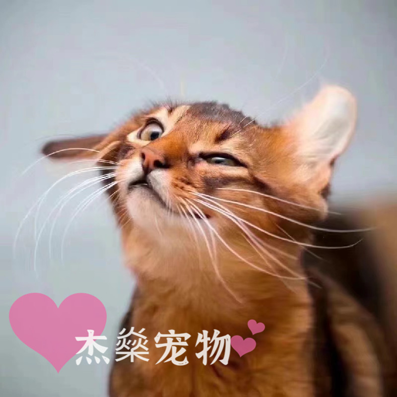 索马里猫长毛阿比西尼亚猫小狗猫火焰色红色蓝色纯血统猫北京猫舍-图2