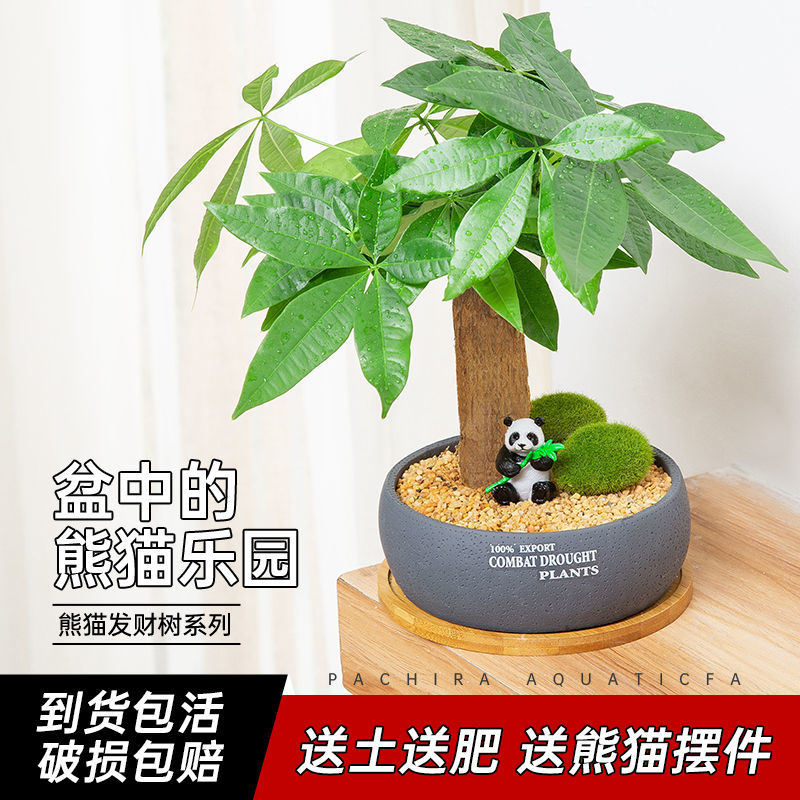 发财树室内盆栽办公桌面好养绿植小盆栽摆件真发财树苗吸甲醛植h-图3