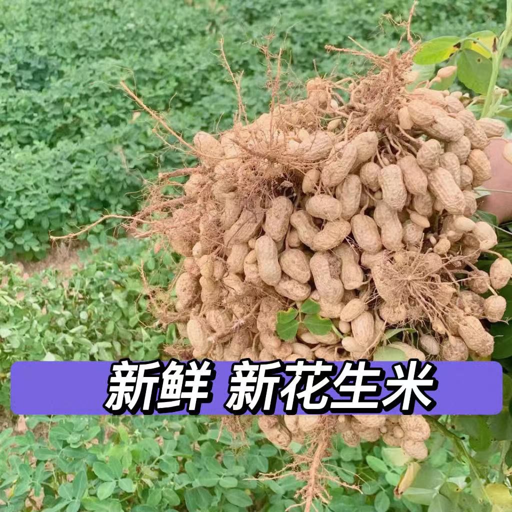 花生米新货生花生仁花生豆粉红去壳农家特产河南下酒菜榨油新鲜 - 图3