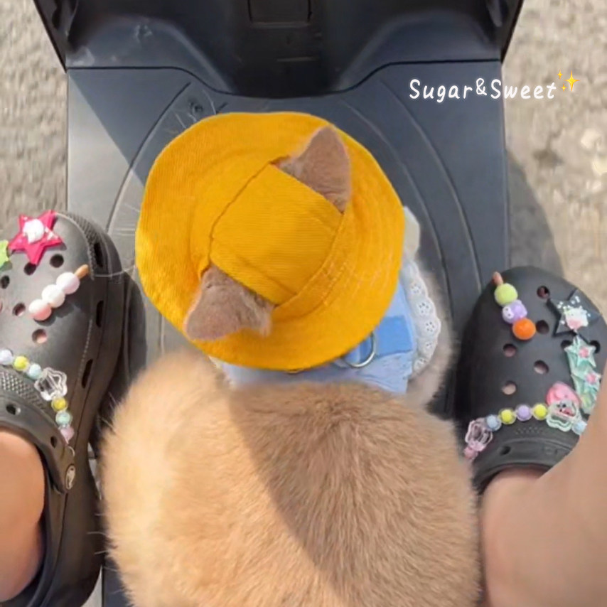 可爱小黄帽猫咪帽子宠物防晒帽外出狗狗渔夫帽头套装饰品夏日激萌,淘宝优惠券,粉丝福利购,淘宝优惠卷