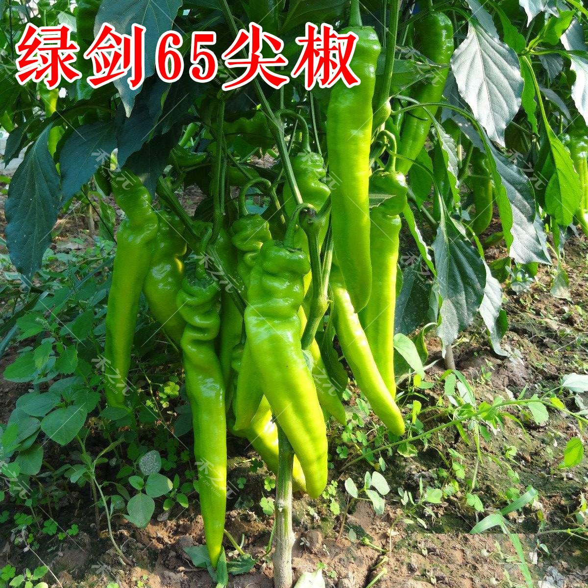 南韩辣椒种子绿剑65羊角椒种籽四季春播冬秋夏黄绿皮蔬菜种孑 - 图0