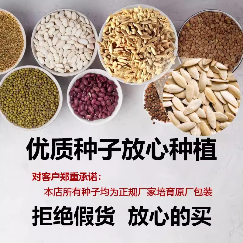 蔬菜种四季播盆栽阳台庭院香菜辣椒番茄黄瓜豆角香甜瓜原厂易种籽 - 图0