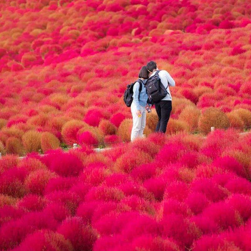 红叶地肤种子绿叶地肤苗观赏草铁扫帚苗庭院景观绿化花海种子草籽 - 图2