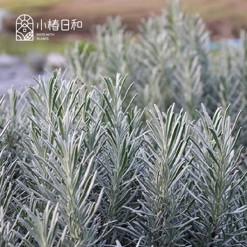 小椿日和 新品格罗索Grosso银叶紫色薰衣草耐寒耐热花期长花园 - 图1