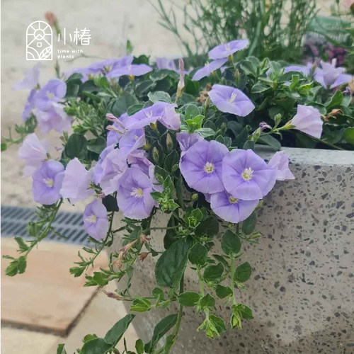 小椿园艺 蓝色岩旋花 多年色常绿蔓生垂吊花期长花境花园花卉植物 - 图3