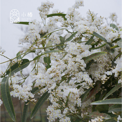 小椿园艺 哈登柏豆澳洲小紫藤 常绿仙气冬花爬藤花墙绿篱花卉绿植 - 图3