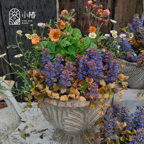 小椿日和 多花筋骨草 青柠蓝观叶耐阴花境地被彩叶植物 - 图1