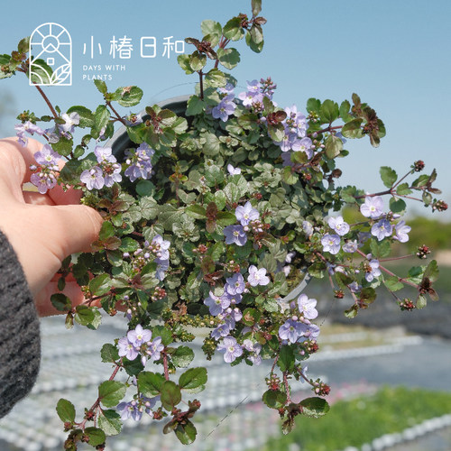 小椿日和 匍匐平卧婆婆纳梅西尔夫人多年生地被垂吊盆栽耐热耐寒 - 图2