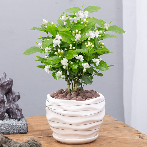 茉莉花盆栽重瓣开花浓香好养室内阳台庭院桌面驱蚊防蚊观花卉绿植 - 图3