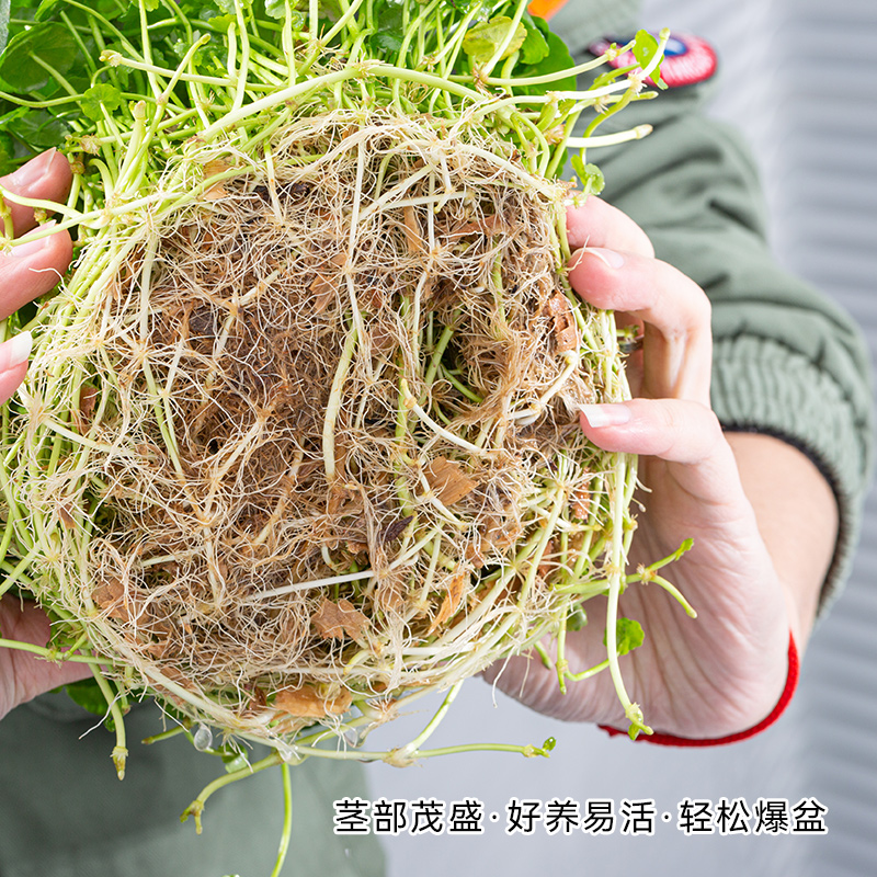 铜钱草盆栽室内客厅水培绿植水养金钱草净化空气桌面植物好养花卉-图2