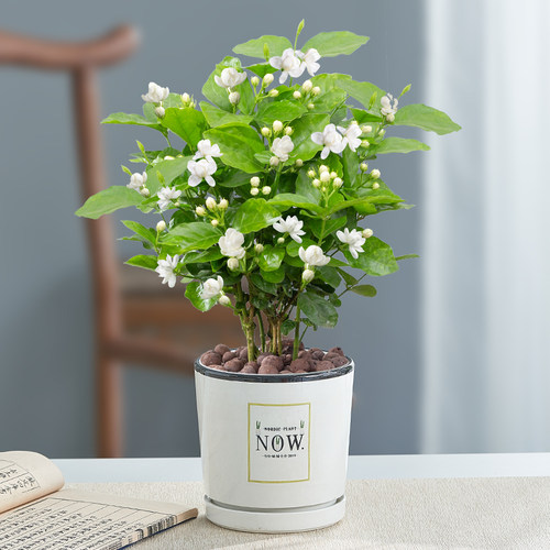 茉莉花盆栽重瓣开花浓香好养室内阳台庭院桌面驱蚊防蚊观花卉绿植 - 图2