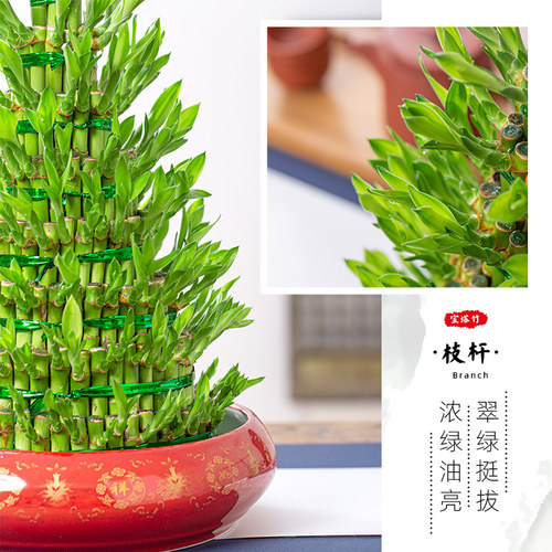 富贵竹节节高盆栽植物水养室内客厅招财四季常青水培花卉净化空气 - 图1