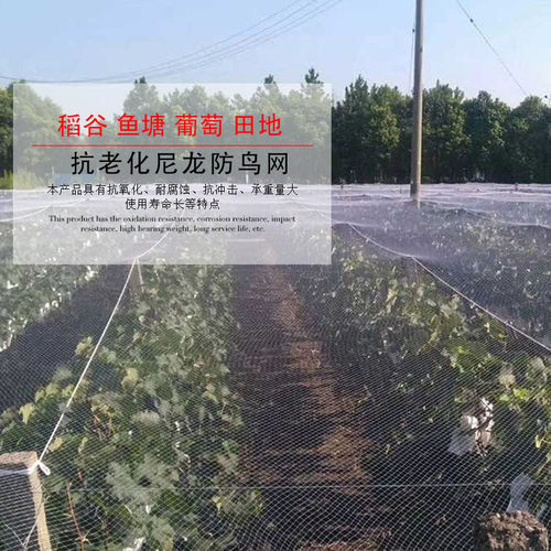 防鸟网白色抗老化尼龙果园果树养殖天网葡萄樱桃枇杷鱼塘水稻枸杞 - 图2