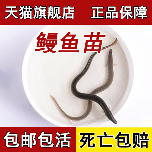 鳗鱼苗白鳝鱼苗淡水养殖食用幼苗白鳗花鳗河鳗鲜活鱼饲料放流批发 - 图0