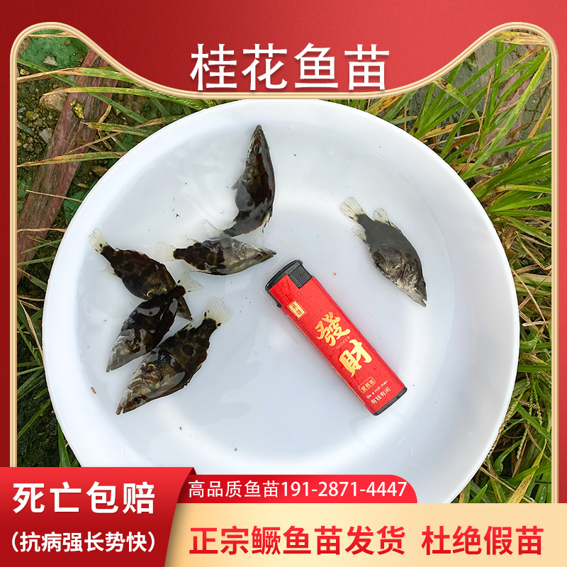 鳜鱼苗桂鱼苗桂花鱼淡水养殖食用大规格翘嘴贵鱼路亚凶猛鱼苗批发 - 图3