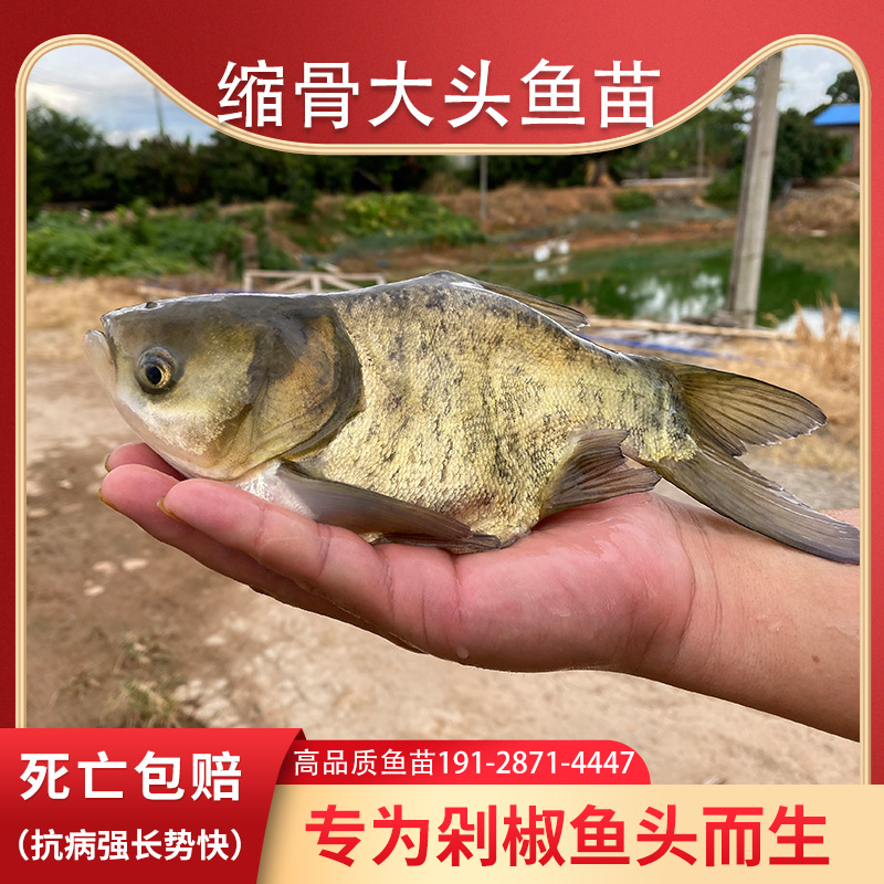 缩骨大头鱼苗淡水养殖食用缩骨大头鲢鳙花鲢鱼苗锁骨仙骨胖头鱼苗 - 图0