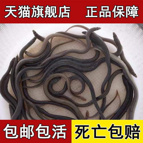 鳗鱼苗白鳝鱼苗淡水养殖食用幼苗白鳗花鳗河鳗鲜活鱼饲料放流批发 - 图1