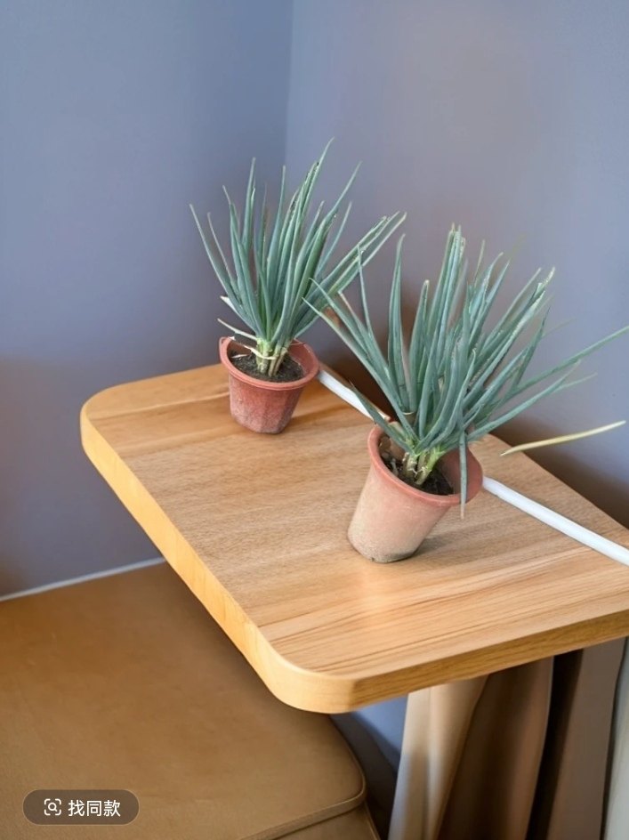 闽南风葱 农家风葱盆栽风葱 漳州风葱 厦门风葱 闽南特色风味美食,淘宝优惠券,粉丝福利购,淘宝优惠卷