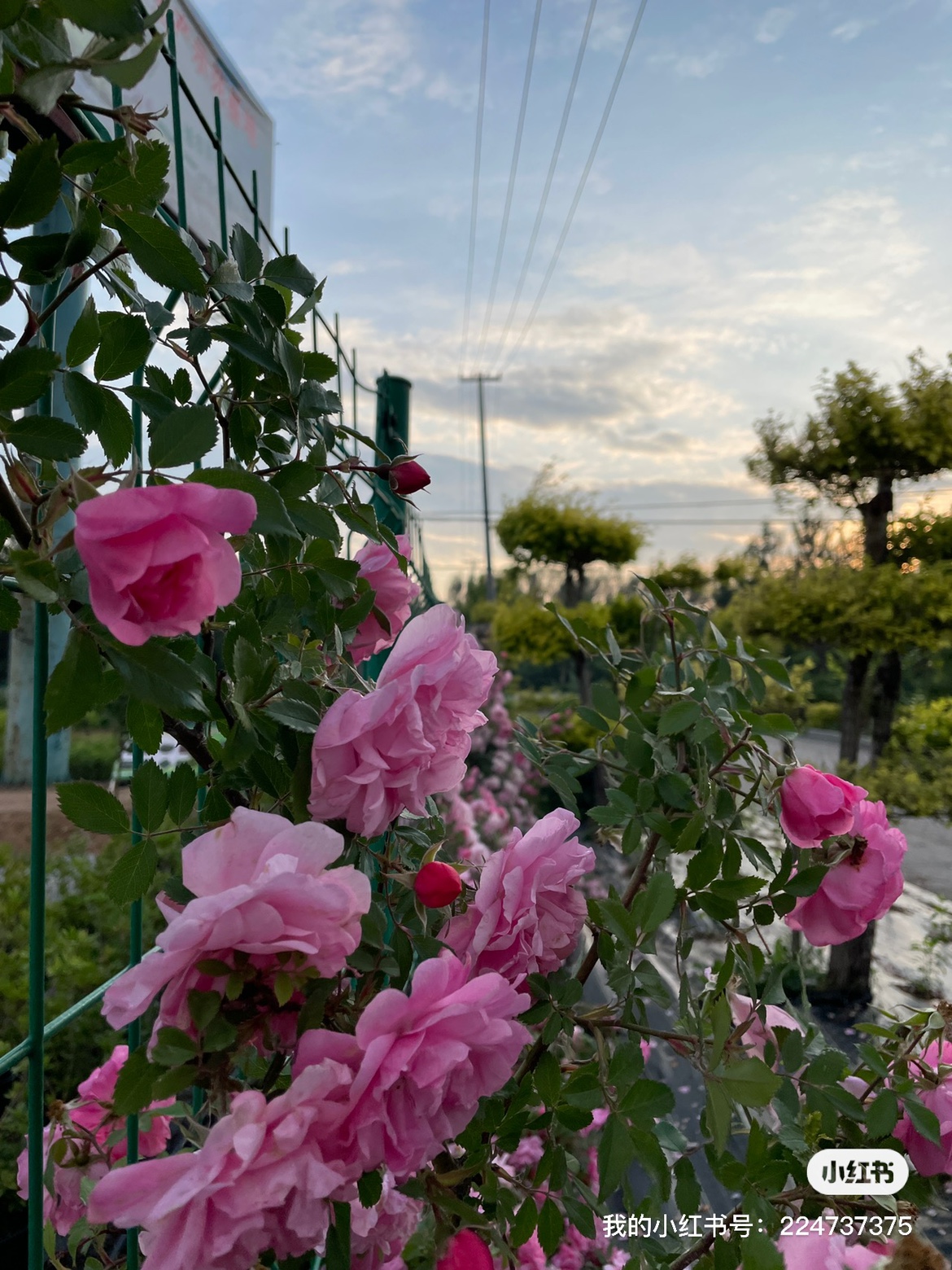 粉蝶月季抗寒爬藤寒粉一号室外无防护过冬东北方耐寒植物拍一发二-图1