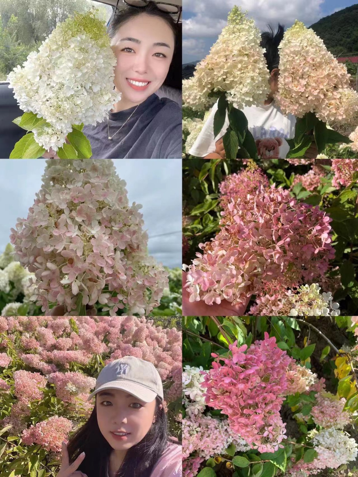 晓荷的花园大花圆锥绣球香草草莓耐寒耐热盆栽地栽好养易活东北-图3