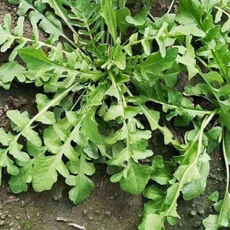 【今年新种】荠菜种子野生荠荠菜大叶季莱野荠菜阳台盆栽蔬菜种籽 - 图1