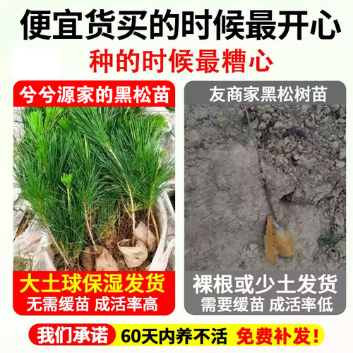 黑松树苗黑松盆景造型树老桩盆景四季常青耐寒绿化风景日本黑松树 - 图1