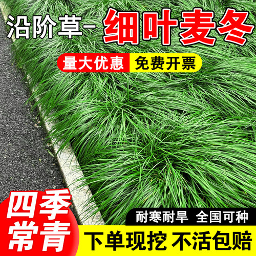 细叶麦冬草苗庭院绿化沿阶草四季常青耐阴耐寒绿化工程地被植物 - 图2